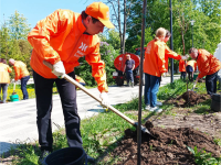 Новая зелёная аллея в Наташином парке